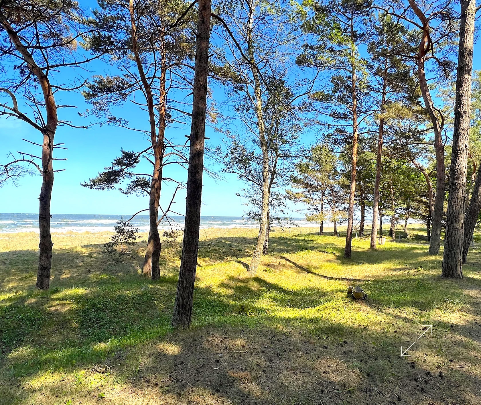 Kiefernwald am Strand mit Blick auf das Meer, blauer Himmel im Hintergrund.
