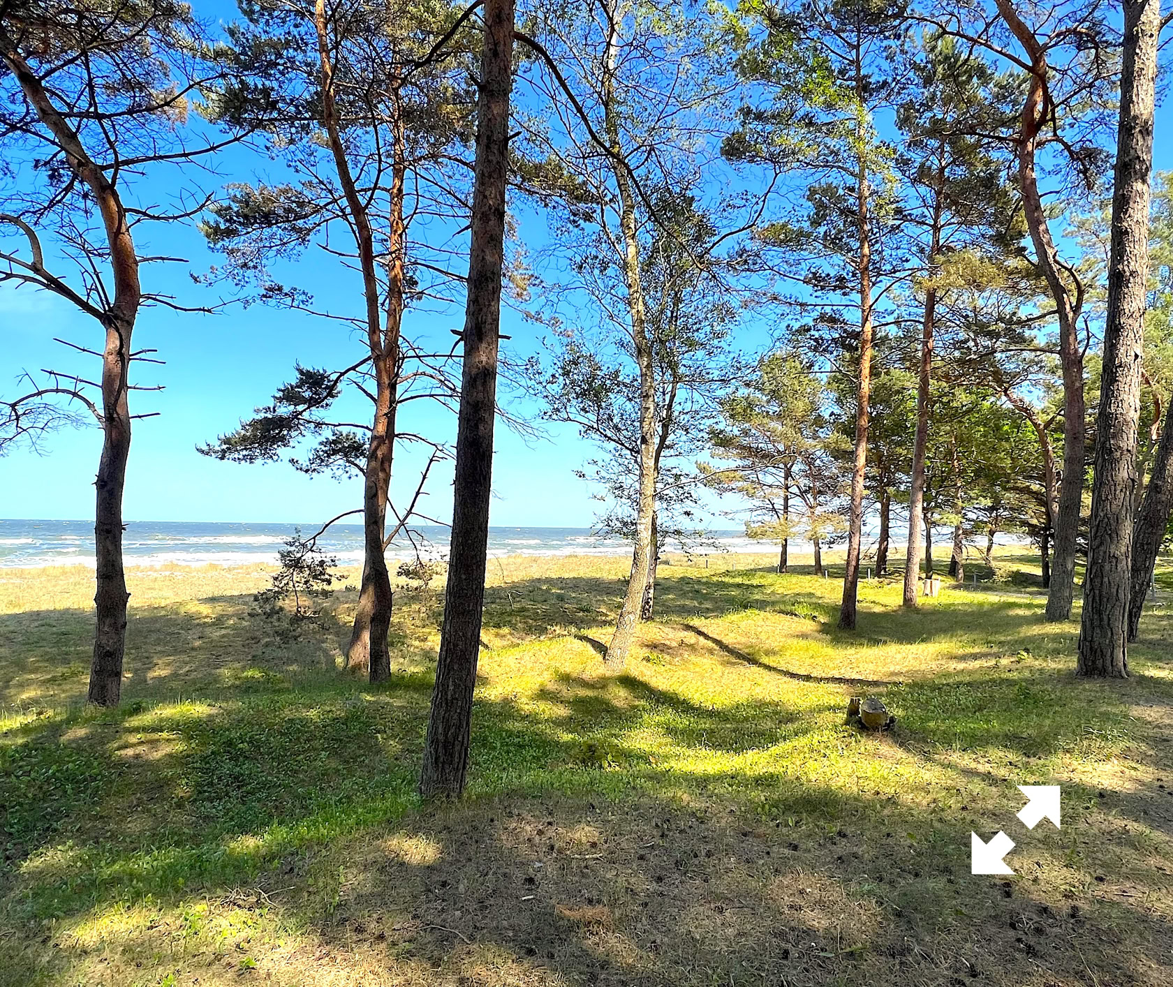 Kiefernwald am Strand mit Blick auf das Meer, blauer Himmel im Hintergrund.
